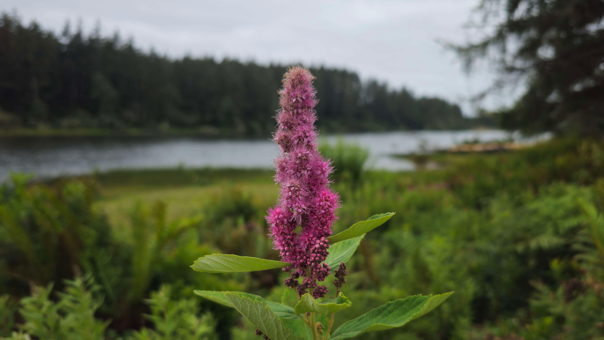 Macro shot of some kind of pink flowering plant with a large number of tiny intricate flowers. It makes you wish you could zoom in a hundred times more.